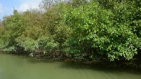 Close View of Dense Mangrove Foliage and Roots at Water’s Edge Stock Footage 318943693