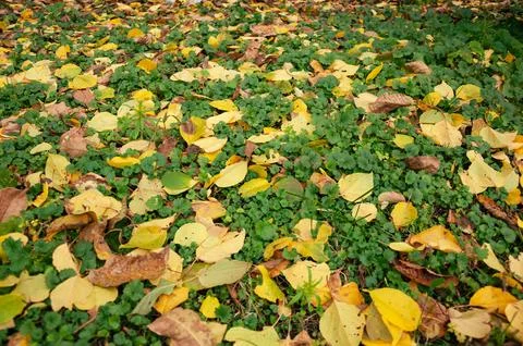 Close up view of a dense natural carpet of colorful fallen yellow and brown.. Stock Photos
