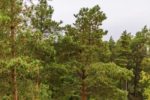 Close up view of dense pine forest with evergreen trees beneath overcast sky. Stock Photos