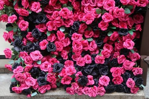 Close view of dense pink and black artificial roses arranged on an outdoor .. Stock Photos