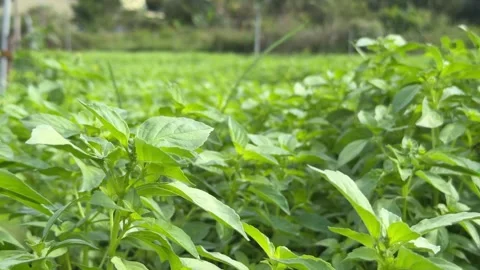 Close view of dense sweet basil plants filling the frame with rich green leaves Video stock 327654778