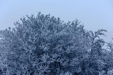 Close-up view of a dense tree crown heavily coated in thick rime ice, creating Stock Photos