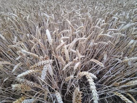 Close Up View of a Dense Wheat Field with Mature Stalks Stock Photos