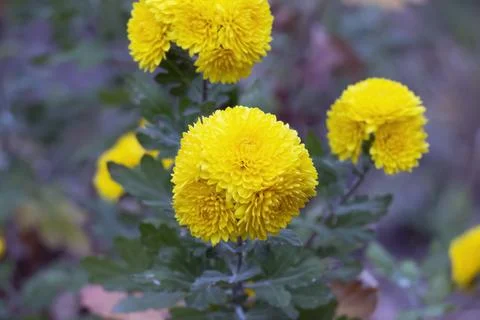 Close View of Dense Yellow Pompon Chrysanthemum Bloom Stock Photos