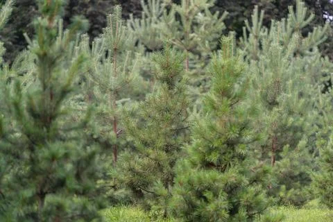 Close view of dense young pine forest featuring mixed evergreen saplings and  Stock Photos
