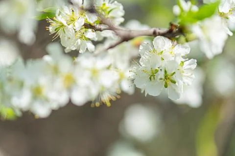 Close-up view of a densely packed array of white flowers with numerous stam.. Stock Photos