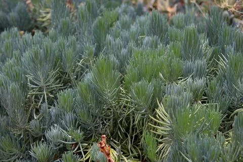 Close-up view of densely packed, bluish-green succulent plants Stock Photos