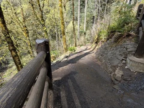 Close-up view of a descending forest trail with wet ground Stock Photos