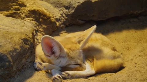 Close view of a desert fox  sleeping Stock Footage 261245185