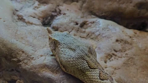 Close up view of a desert horn pit viper Stock Footage 261387618