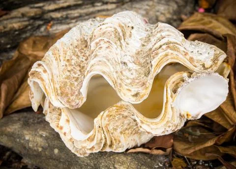 Close view detail of a shell Stock-Fotos