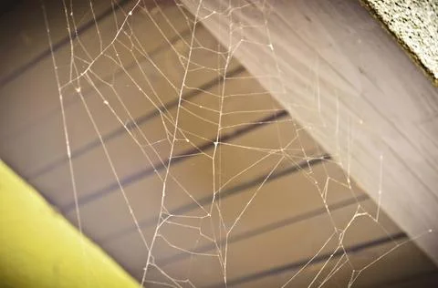 Close Up View of a Detailed Empty Spider Web Made Under a Wooden Ceiling Photos