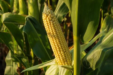 A close-up view of a developing corn ear nestled among healthy green leaves.. 库存照片