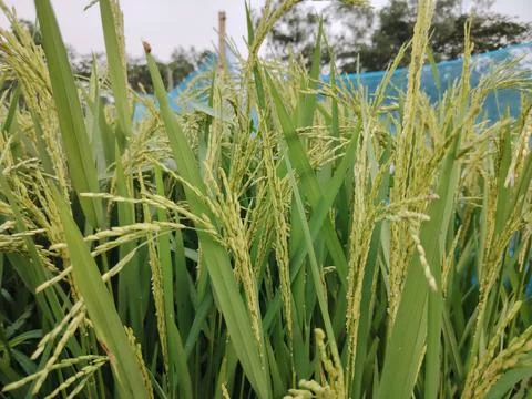 Close up view of developing green rice panicles and stalks with water dropl.. 스톡 사진