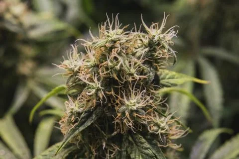 Up close view of developing THC trichomes and white amber pistils on maturing 스톡 사진