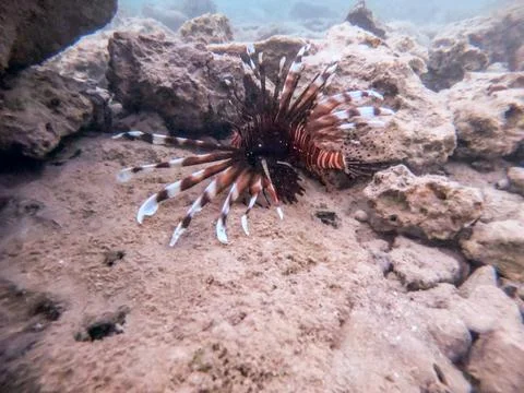 Close up view of Devil firefish or common lionfish (Pterois miles) at coral.. Stock Photos