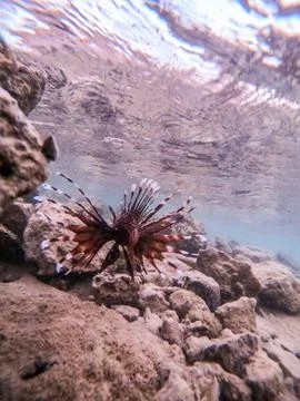 Close up view of Devil firefish or common lionfish (Pterois miles) at coral.. Stock Photos