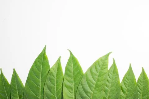 Close up view of different size green herbs Stock Photos