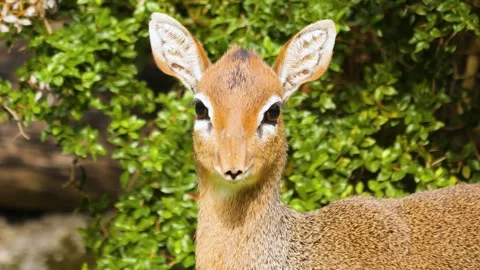 Close view of a Dik-dik antelope Stock Footage 261246634
