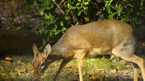 Close view of a Dik-dik antelope Stock Footage 272814558