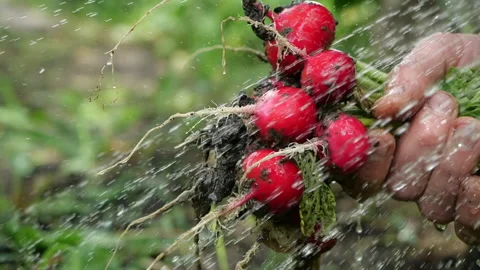 Close-up view of a dirty bunch of fresh radishes in a man’s palm, which they Stock Footage 133401125
