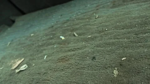 Close-up view of dirty car trunk carpet with crumbs and debris, showing need for Stock Footage 326747419