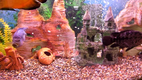Close up view of discus fish swimming in planted aquarium. Stock Footage 139064576