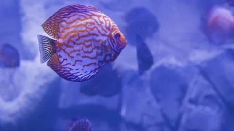 Close up View of discus fish swimming in planted aquarium. Tropical fishes Stock Footage 140779610