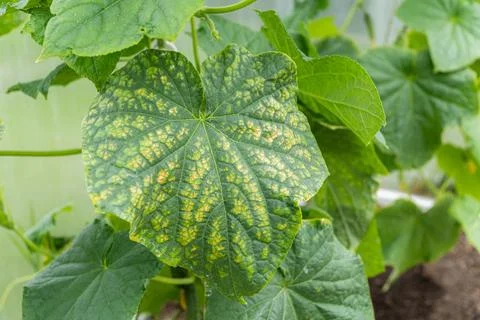 Close up view of a diseased cucumber leaf showing yellow spots and chlorosi.. Stock Photos