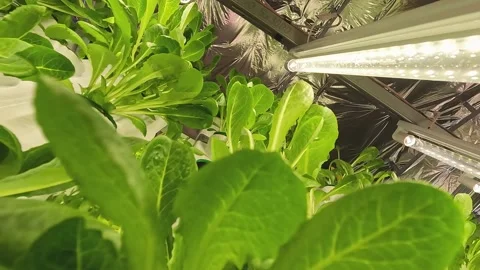 A close-up view displays different varieties of lettuce flourishing using a Stock Footage 239355882