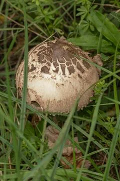 Close-up view of a distinctive patterned mushroom cap, surrounded by green .. Stock Photos