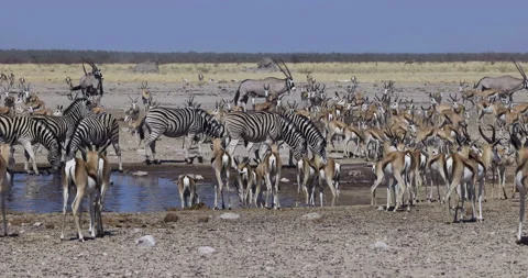 Close-up view of a diverse herd of animals including Stock Footage 144235794