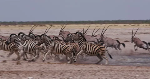 Close-up view of a diverse herd of animals including Stock Footage 144236293