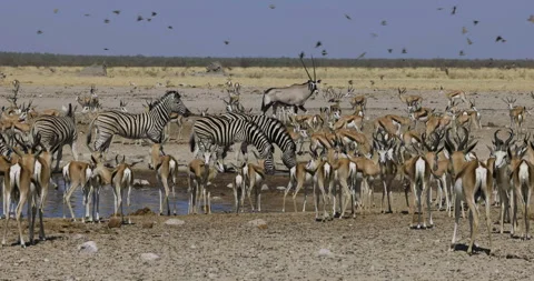 Close-up view of a diverse herd of animals including Oryx(gemsbok), zebra and Stock Footage 144236945