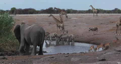 Close-up view of a diverse herd of animals including zebra,impala,giraffe and an Stock Footage 144236963