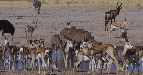 Close-up view of a diverse herd of animals including Ostrich,Eland,Tsessebe,Kudu Stock Footage 144237046