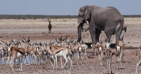 Close-up view of a diverse herd of animals including oryx(gemsbok),Tsessebe, Stock Footage 144237121
