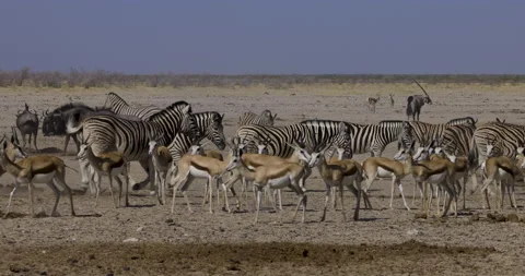 Close-up view of a diverse herd of animals including Stock Footage 144238579