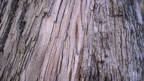 Close-up view of the diverse texture of the bark of an old tree from bottom t Stock Footage 144269523