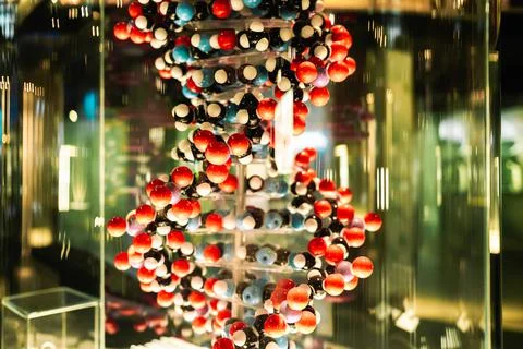 Close-up view of DNA model, structure with lot of colorful balloons on green Stock Photos