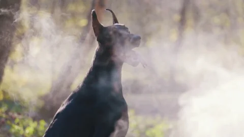 Close up view of doberman pinscher in misty forest looking around and running 库存影片 71764085