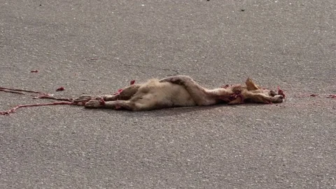 Close up view of dog dead body on road Vídeo Stock 156971581