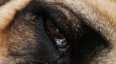 A close up view of a dogs eye 스톡 동영상 67463118