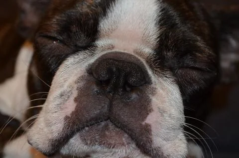 Close-up view of a dog's muzzle, Boston Terrier/French Bulldog Foto stock