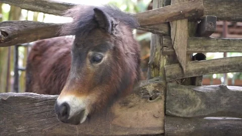 Close view of donkey in cage Stock Footage 201509868