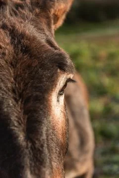 Close-up view of a donkey eye looking away while standing in nature. Stock Photos