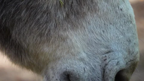 Close up view of donkey Stock Footage 260139022