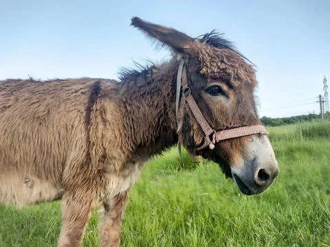 Close-up view of a donkey in Romania 库存照片