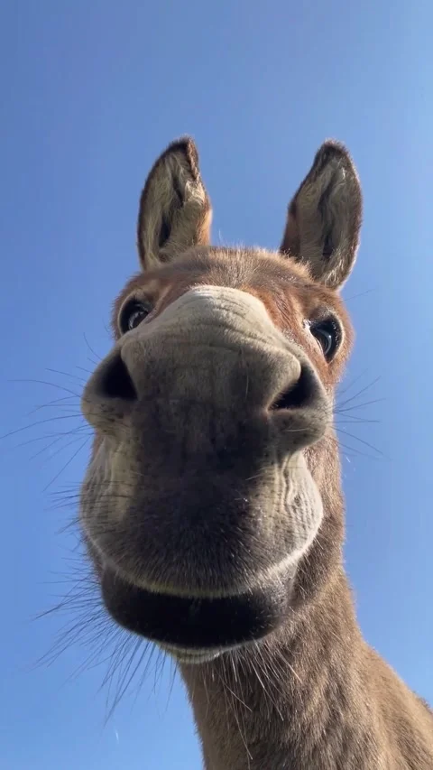 Close up view of a donkey's head Stock Footage 321423169