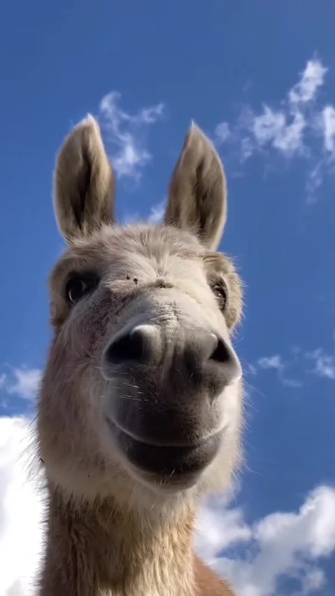 Close up view of a donkey's head Stock Footage 321545103